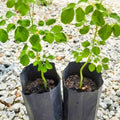 2 Moringa Plants Live Trees for Growing, Malunggay Plants, 5-9" Drumstick Horseradish Tree, Moringa Oleifera Plant Live, No Pot, Well Rooted
