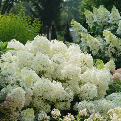 White Hydrangea Bush Plant Tree Live Flowering Shrub Hardy Starter Plant Size 5 to 11 Inches in Tall, White Color Blooms, Domant, Winter Hardy