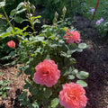Pink Rose Bushes Ready to Plant, Climbing Roses Live Plants Fragrant, 6-8 Inc Tall in Pot, Year-Round Blooming, Can Grow as Bush or Climber