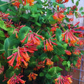 Fragrant Mandarin Honeysuckle Plant Live Vine, Climbing Lonicera Perennial Honeysuckle Plants, 5-10 Inc Tall, No Pot