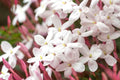 Pink Jasmine Starter Plant, 6 Inc to 8 Inc Long, Fragrant Flower Plant