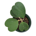 Hoya Kerrii Heart Plant Live, Hoya Plants Live Houseplants for Indoor Outdoor Garden Planting, Large Plants