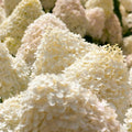 Hydrangea Live Plant in 2.5 Inc Pot, Hydrangea Tree Shrub Bush Perennial Outdoor Planting, Change Color Each Season (White Oakleaf)