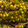 Grape Vine Live Plant 1-2 Year Old, Sweet Grape Plant Live for Growing, Grape Fruit Well Rooted Plant Bareroot (Early Fry Muscadine Grape)