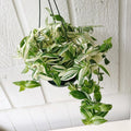 2 Variegated Wandering Jew Plants Live Houseplants, Rooted Cuttings Tradescantia Live Plant for Décor, Fast-Growing and Easy to Grow, Starter Size