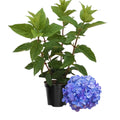 Hydrangea Bush Tree Live Plant, 6 to 12 Inches Tall, Blue Hydrangea Shrub Plant Live Garden