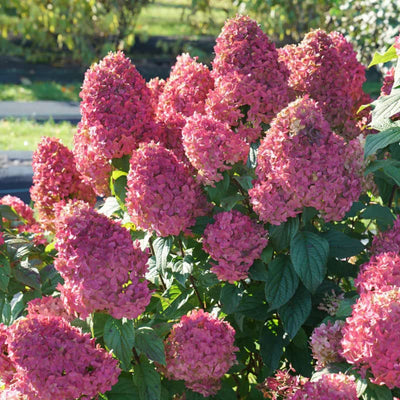 White to Pink Hydrangea Bush Plant Tree Live Shrub, 5-12" Starter Plant Hydrange Tree Plants, Dormant No Leaf in Winter, Cold Hardy Temperate