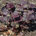 Dark Leaf Heuchera Live Plant Shrubs, Coral Bells Plant Live 2.5 Inch Pot, Shade Perennial Heucherella Plant