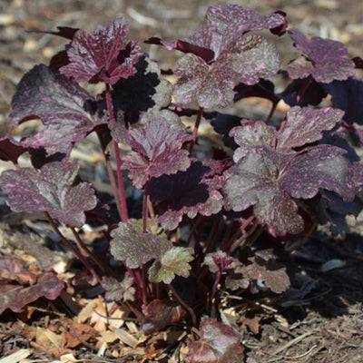 Dark Leaf Heuchera Live Plant Shrubs, Coral Bells Plant Live 2.5 Inch Pot, Shade Perennial Heucherella Plant
