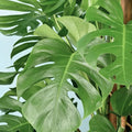 Monstera Live Plant, Swiss Cheese Plant Live for Indoor Outdoor Use, Garden and Landscaping 5-7 Inc Tall, 4 Inch Pot