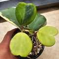 Yellow Hoya Kerrii Heart Plant Live, Hoya Plant, Hoya Kerrii Plant Live 2 Inches Pot for Planting