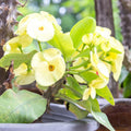 Yellow Crown of Thorns Plant Live, Euphorbia Milli Plant, Yellow Flower Plants for Growing, 4 to 6 Inch