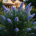 Potted Butterfly Bush Live Plant, 5-9" in Tall, Cold Hardy, Spring Outdoor PlantingBlooms Summer to Fall, Dormant in Winter (Blue Buddleia Plant)