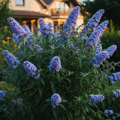 Potted Butterfly Bush Live Plant, 5-9" in Tall, Cold Hardy, Spring Outdoor PlantingBlooms Summer to Fall, Dormant in Winter (Blue Purple Buddleia Plant)