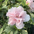 1 Pink Rose of Sharon Plant Live 4 Inch Pot, Hibiscus Plant with Stunning Flowers, Pink Althea Hibiscus Syriacus