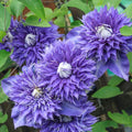 Clematis Vine Plant Live for Planting, Clematis Plants Live, 4 to 6 Inch Tall, 2.5 Inc Pot Well Rooted, Clematis Seeds Perennial, Blue Clematis Double Flower