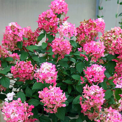 White to Pink Hydrangea Bush Plant Tree Live Shrub, 5-12" Starter Plant Hydrange Tree Plants, Dormant No Leaf in Winter, Cold Hardy Temperate
