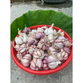 1 Pound Hard Neck Garlic for Planting in Fall, Big Garlic Bulb for Planting, Fresh and High Yield, Cold Hardy, Planting Softneck Hardneck