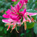 Pink Yellow Honeysuckle Vine Live Plant 2.5 Inc Pot Fragrant Red-Pink and Yellow Flowers, Cold Hardy