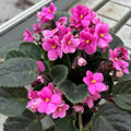 African Violet Live Plant in 4 Inch Pot, Flowering Houseplant, Easy Care Indoor Plant with Vibrant Blooms (Pink African Violet)