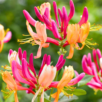 Pink Yellow Honeysuckle Vine Live Plant 2.5 Inc Pot Fragrant Red-Pink and Yellow Flowers, Cold Hardy