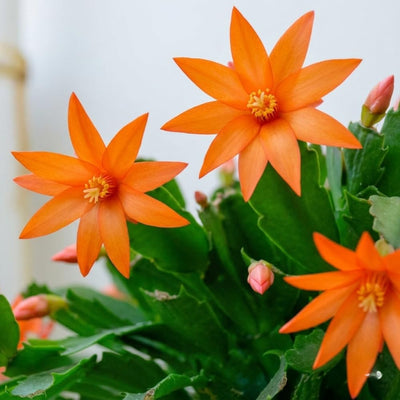 Orange Easter Cactus Live Plant, Hardy Perennial Easter Cactus, Vibrant Blooming Spring Cactus, Indoor Houseplant, Flowering Holiday Cactus, 4–6 Inch Tall