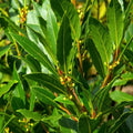 Laurus Nobilis Bay Leaf Tree Plant for Planting, Bay Leaf Tree Live Plant 5 to 9 Inches Tall, Bay Laurel Sweet Bay
