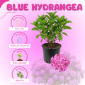 Blue Hydrangea Bush Live Plant, Hardy Flower Shrub, 1-1.5 Ft Tall