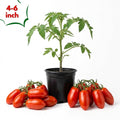 San Maranzo Tomato Live Plant, 2 Plant Per Pot, Red Tomato Plant 5-8" Tall