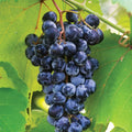 1 Purple Grape Vine Live Plants, Seedless Hardy Grape Fruit Plants, 1-2 Years Old for Outdoor, Grape Trees,