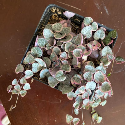 Variegated String of Hearts Plant Live, Pink String of Hearts Plant Live 4 Inches Pot, Live String of Hearts Plant, String of Hearts Succulent Plant, Succulent Live Plant