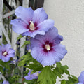 Hibiscus Rose of Sharon Plant Live, 4" Potted Althea Syriacus Flowers for Spring Planting, Hardy Shrub with Vibrant Blooms (Single Blue)