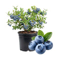 Blueberry Bushes Plant Live, Northern Highbush Blueberry Plants Live for Planting, Edible Blueberries Seelings from 4 to 7 Inches Tall, 4 Inches Pot