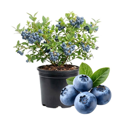 Blueberry Bushes Plant Live, Northern Highbush Blueberry Plants Live for Planting, Edible Blueberries Seelings from 4 to 7 Inches Tall, 4 Inches Pot
