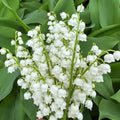 Lily of the Valley Plant Live for Planting, 6 May Lilies Bare Roots, Sweet Fragrant and Weeping White Flowers for Spring Blooms