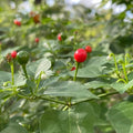 Chiltepin Pepper Plants Live for Planting, Chiltepin Pepper Live Plant, Red Chili Plant from 4 to 7 Inches Tall, 4 Inch Pot for Planting