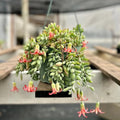 Cotyledon Pendens Succulent Live Plant 4 Inch Pot, Trailing Succulent Houseplant, Cotyledon Pendens Plant