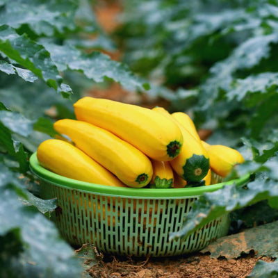 2 Zucchini Plants Seedlings, 4 Inches Pot, Live Squash Plants from 3 to 5 Inches Tall, Live Squash Zucchini Outdoor
