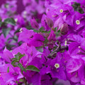 Purple Bougainvillea Plant Live, Bougainvillea Flowering Plant Perennial, Rooted Bougainvilleas Trees Starter 6-8 Inches