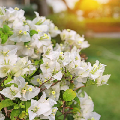 White Bougainvillea Plant Live, Bougainvillea Flowering Plant Perennial, Rooted Bougainvilleas Trees Starter 6-8 Inches