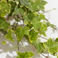 Gold Ivy Plant Live, Trailing Ivy Plant 4'' Pot, Climbing Houseplant for Growing Indoor Outdoor