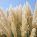 White Pampas Grass Plant Live, 4'' Potted, Perennial Ornamental Pampas Grass Live Plant, 4 to 7 Inc