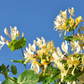 Honeysuckle Live Plant, Fragrant Honeysuckle Vines, Perennial Lonicera Bush for Outdoor Garden 3-6 Inches (Yellow)