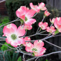 Pink Dogwood Tree Live Plant in 2.5" Pot, Well Rooted 6-12" Pink Flowering Dogwood Tree Plant Live, Dormant for Planting