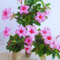 2 Pink Mandevilla Plant Live, Mandevilla Live Plant, Mandevilla Vine Plant, 4 to 6 Inc Tall, Shrub Plant Live