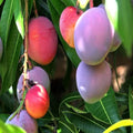 Sweet Mango Tree Live Plant, 7-11 Inch Tall, Mango Plant Live for Outdoor Planting, in Pot, Well-Rooted Tropical Fruit Tree