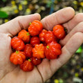 Surinam Cherry Tree Live Plant, 4-7" in Tall, Edible, Sweet, High Yielding Cherry Fruit Tree Fast-Growing for Outdoor Spring Planting
