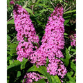 Pink Butterfly Bush Live Shrub Plant Shrub, Buddleia Bush Well Rooted, 5 to 10 Inc Tall