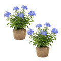 2 Blue Plumbago Live Plant 4-8 Inches Tall, Blue Plumbago Plants, Perennial Flowers Plants for Your Garden, No Pot