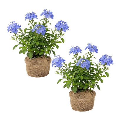 2 Blue Plumbago Live Plant 4-8 Inches Tall, Blue Plumbago Plants, Perennial Flowers Plants for Your Garden, No Pot